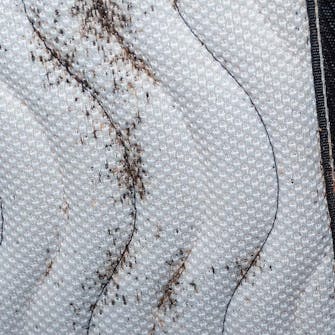 Ekskrementer fra væggelus Ekskrementer fra væggelus i madras